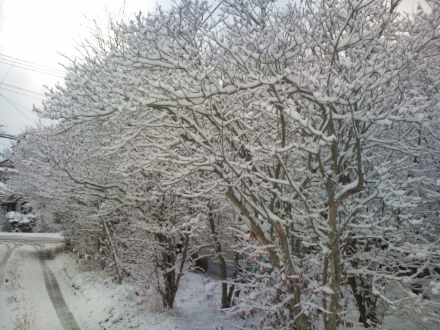 10.12.08雪