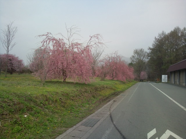 塵芥処理場 桜