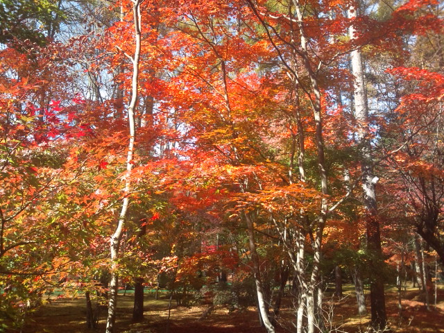 鹿島の森紅葉1