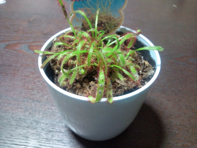 食虫植物1